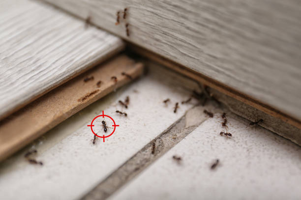 Best Pest Control Near Me  in Innotion, VA