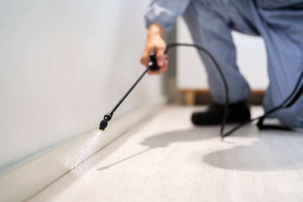 Best Local Pest Control Services  in Innotion, VA