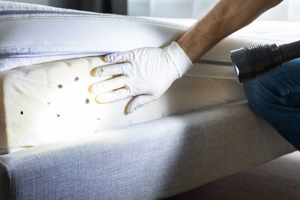 Best Insect Control  in Innotion, VA