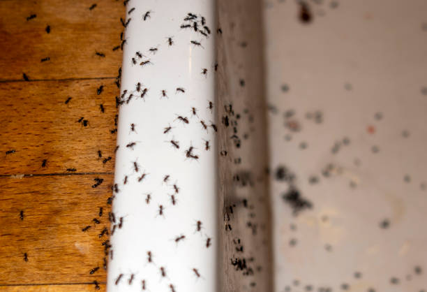 Best Mosquito Control Services  in Innotion, VA