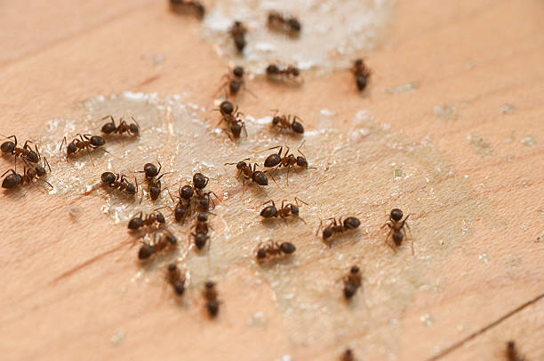 Best Bed Bug Extermination  in Innotion, VA