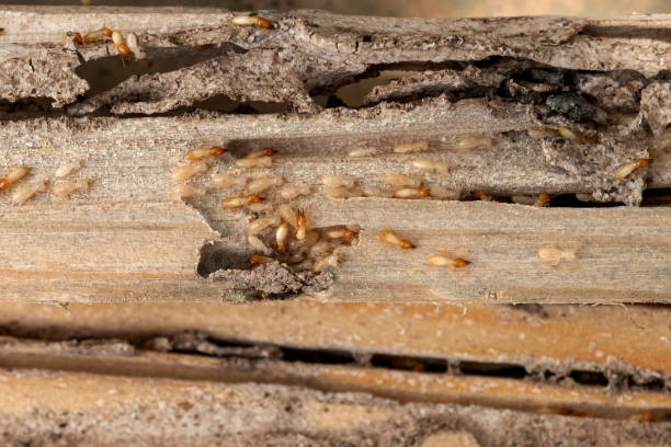 Best Exterminator Services  in Innotion, VA