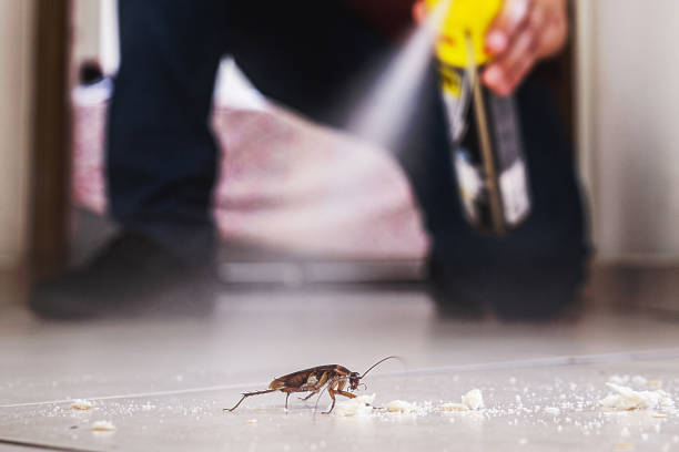 Best Wasp Removal Services  in Innotion, VA